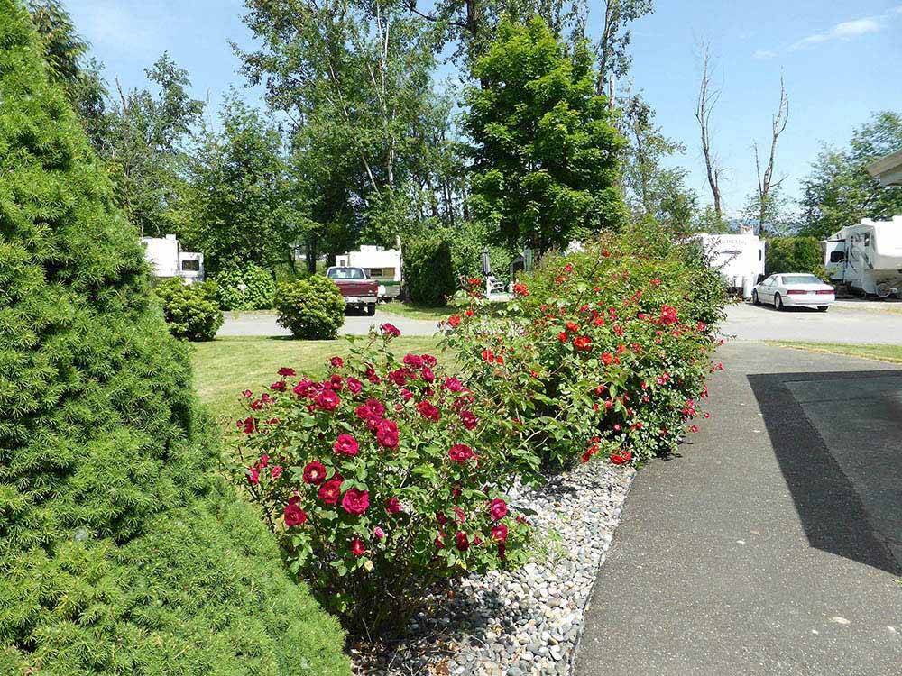 A row of rose bushes at COTTONWOOD MEADOWS RV COUNTRY CLUB