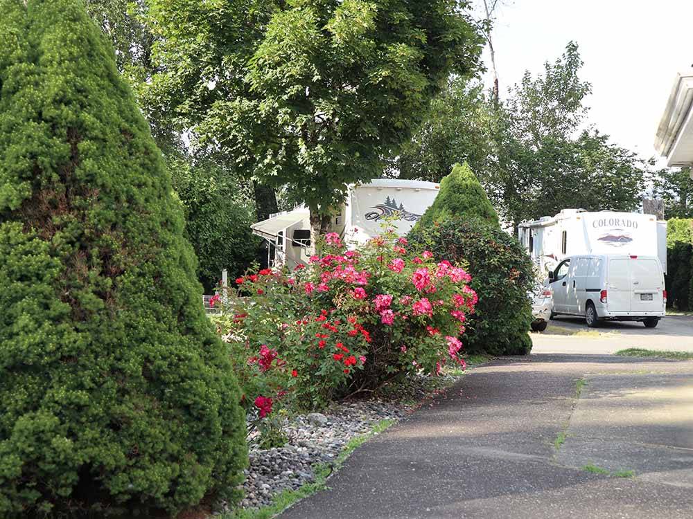 Shrubs and rose bushes by the road at COTTONWOOD MEADOWS RV COUNTRY CLUB