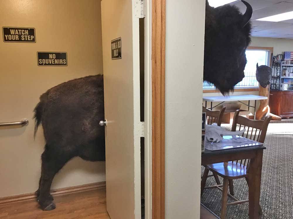 Bison in the bathroom at ROCKWELL RV PARK