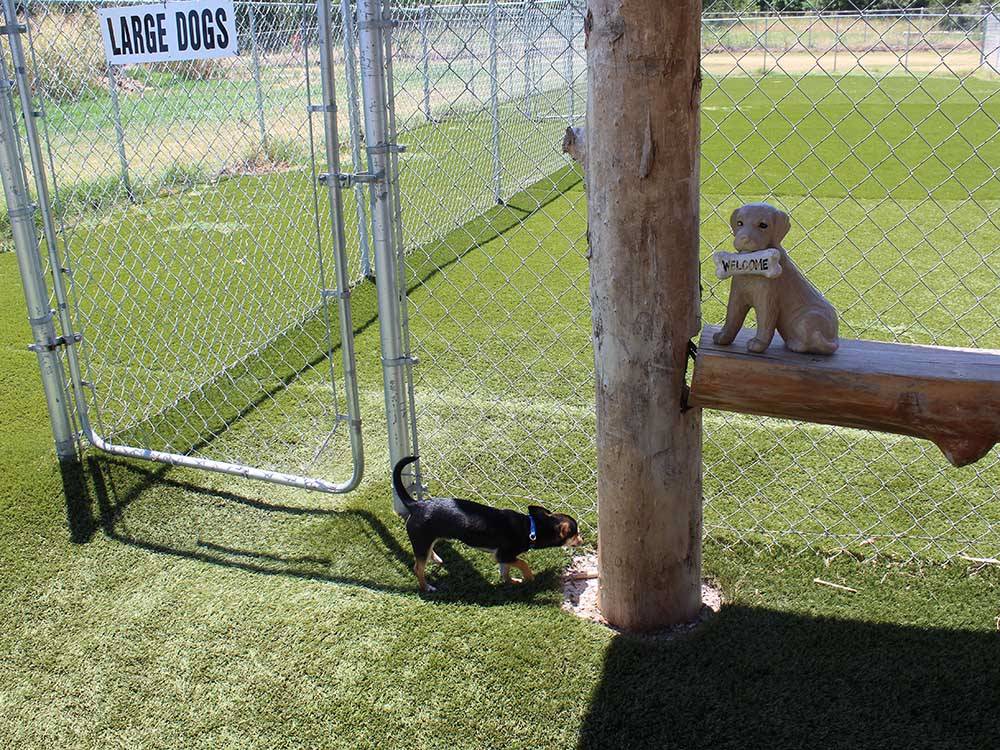 A dog playing in the pet area at ROCKWELL RV PARK