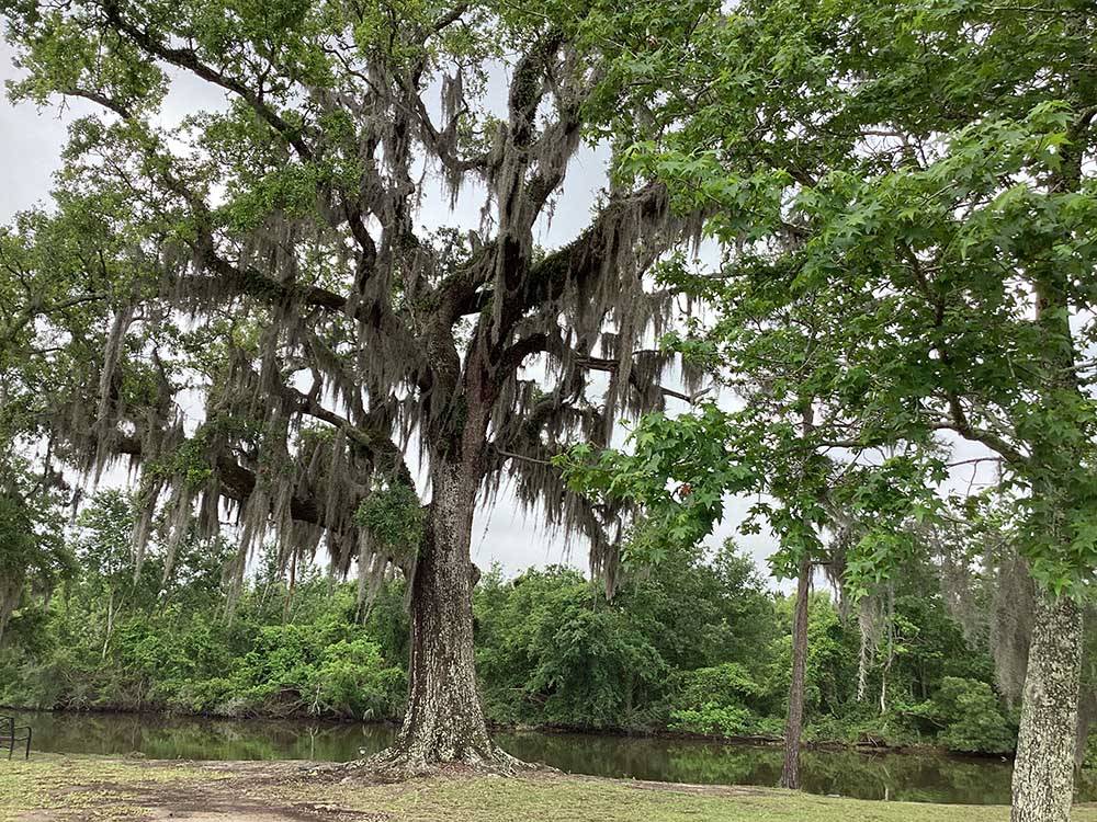 A large tree next to the water at PINE CREST RV PARK OF NEW ORLEANS