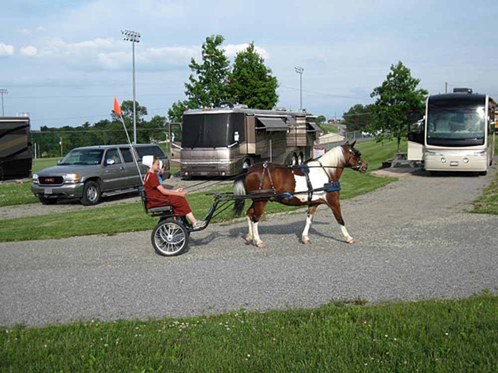 An Amish woman riding behind a horse in a buggy at SCENIC HILLS RV PARK