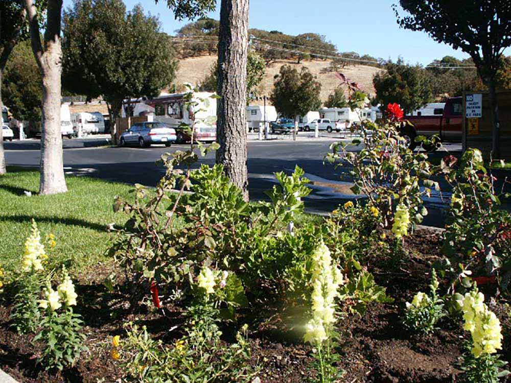 Some flowers in front of the RV sites at NOVATO RV PARK