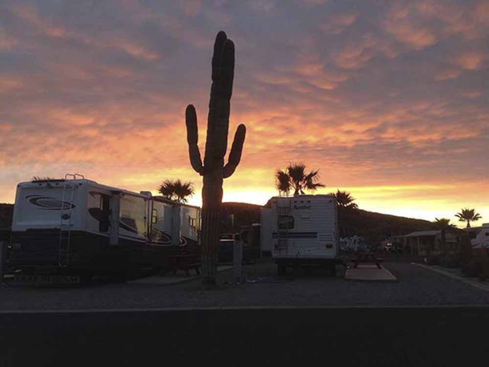 A cactus in the park at sunset at DESERT GOLD RV RESORT