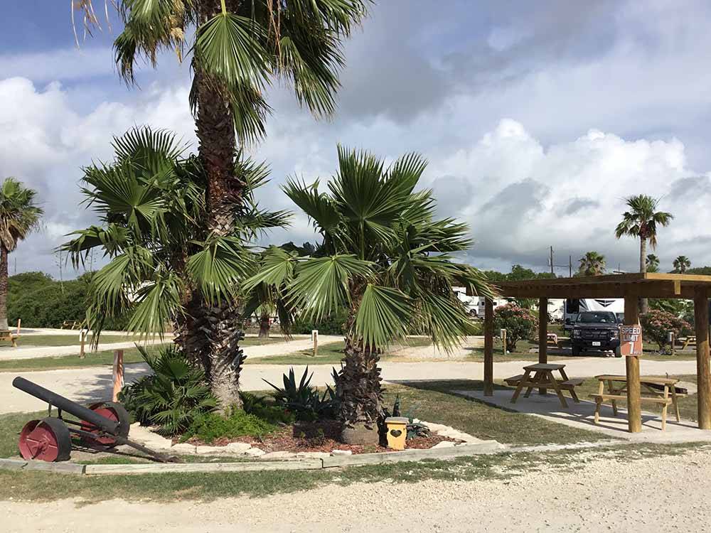 A group of palm trees next to picnic tables at SEA BREEZE RV COMMUNITY RESORT