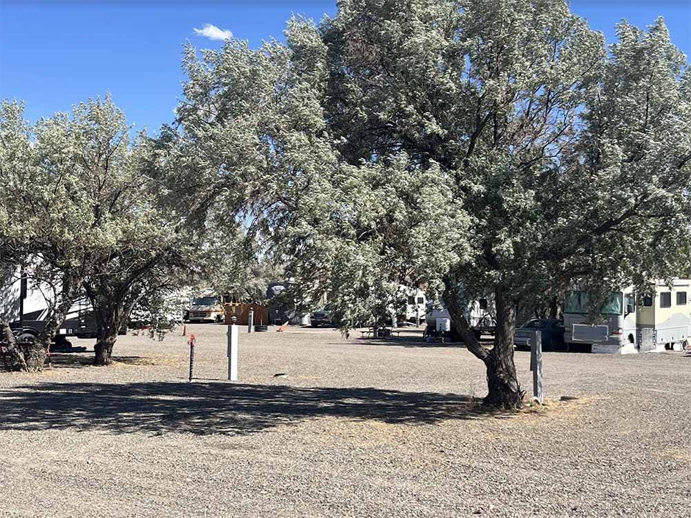 A couple of trees at the gravel RV sites at ELKO RV PARK