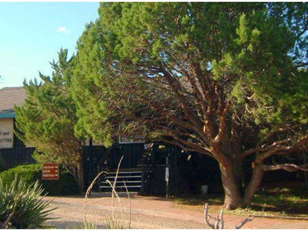 Stairway leading to main building near large tree at TURQUOISE TRAIL CAMPGROUND & RV PARK