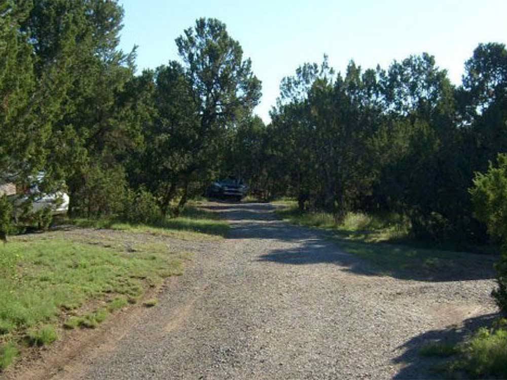 Gravel trail leads to campsites between firs at TURQUOISE TRAIL CAMPGROUND & RV PARK