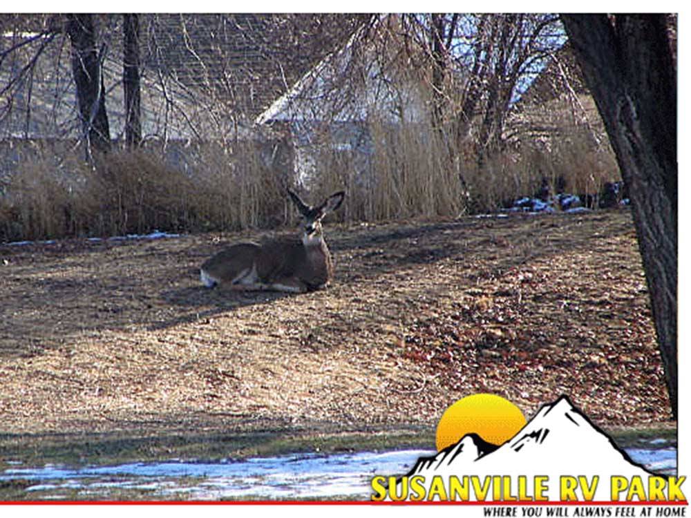 A resting deer with patches of snow around it at SUSANVILLE RV PARK