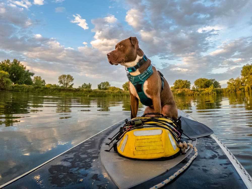 A dog on the front of a kayak at HTR TX HILL COUNTRY