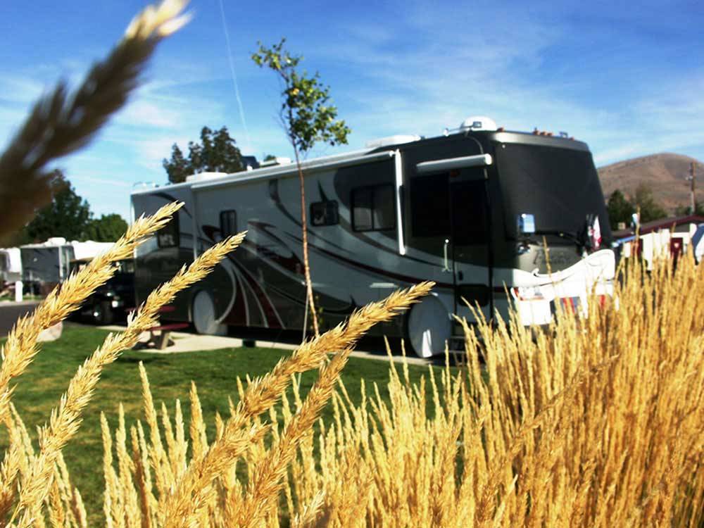RV parked with wheat growing in the foreground at BORDERTOWN CASINO & RV RESORT