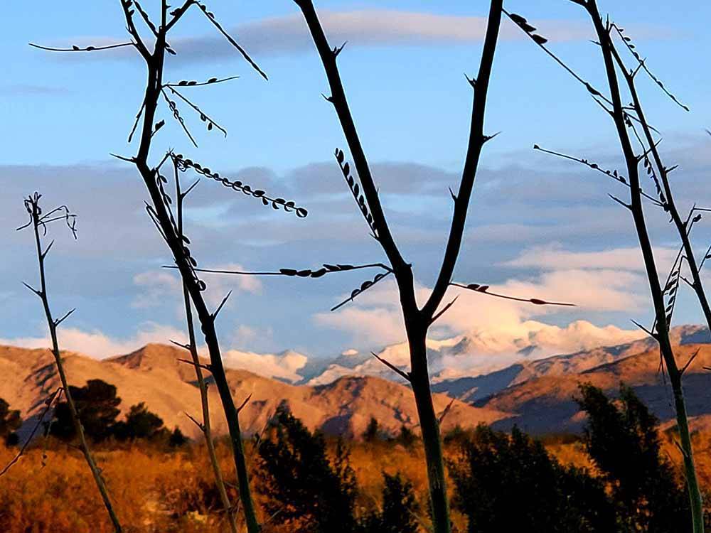 Branches with mountains at STAGECOACH TRAILS RV PARK