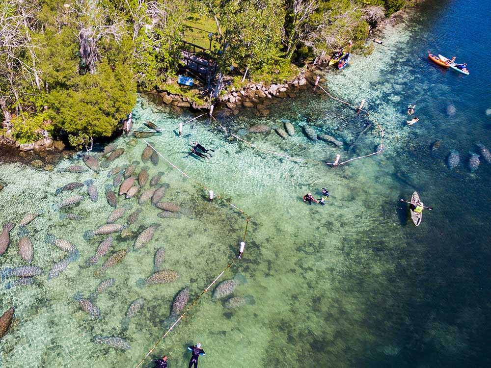 Overhead view of divers and kayakers in shallow water with many Manatees at NATURE'S RESORT