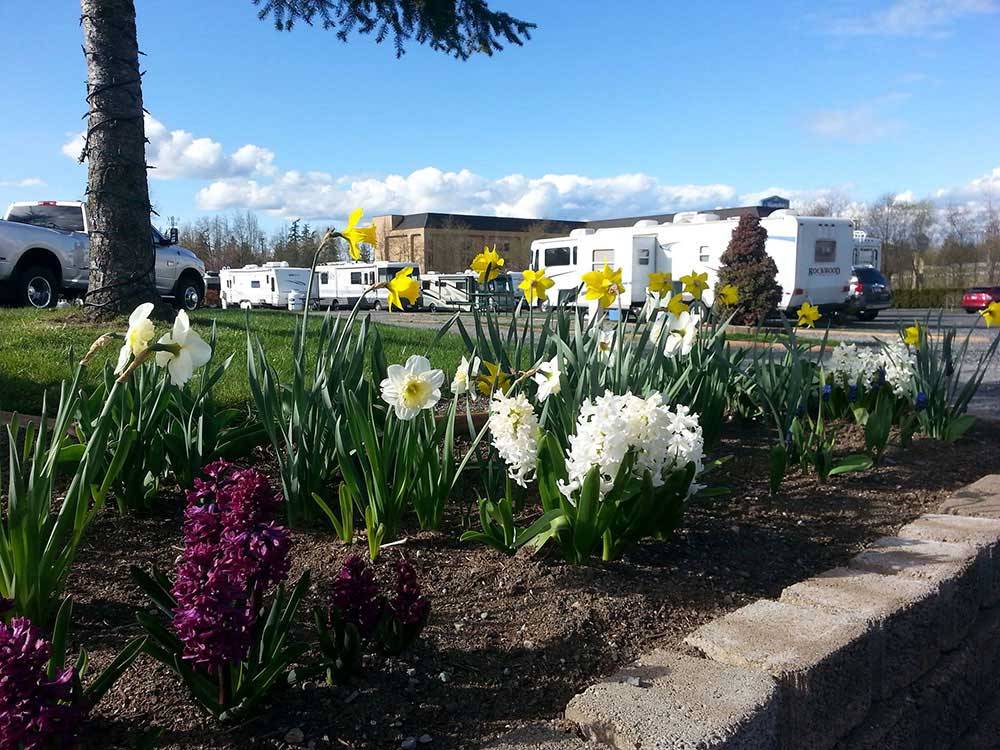 Flowers with RVs in the distance at BELLINGHAM RV PARK