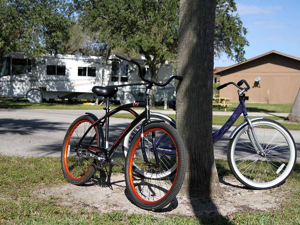 A couple of bikes leaning against a tree at BIG CYPRESS RV RESORT