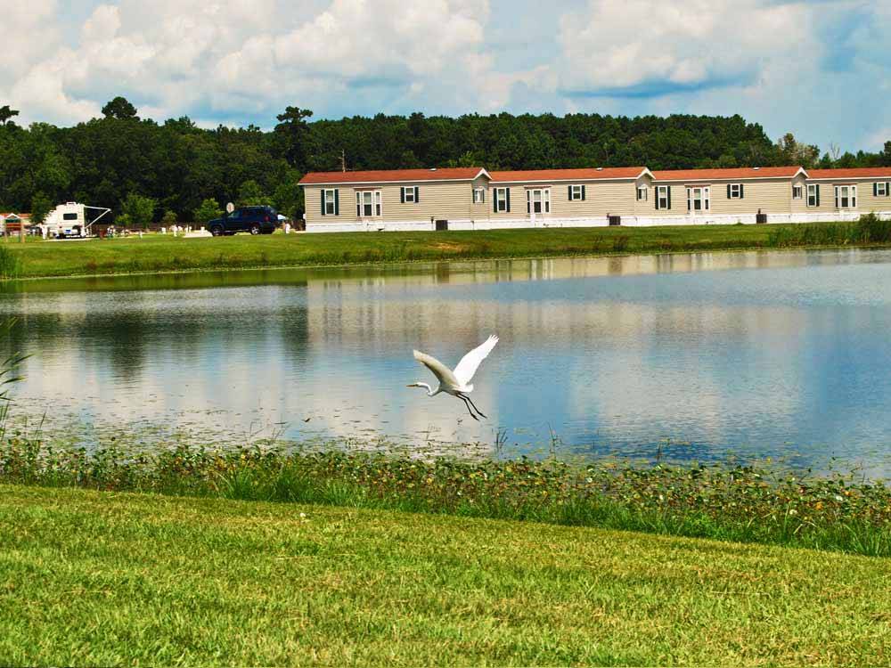 A crane flying in the lake at COUSHATTA LUXURY RV RESORT AT RED SHOES PARK