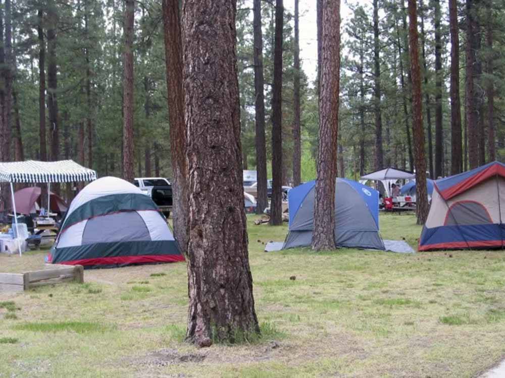 Tent camping area with trees at EAGLE LAKE RV PARK