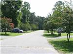 Tree lined road view at RALEIGH OAKS RV RESORT & COTTAGES - thumbnail