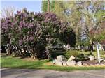 Beautiful flowers and trees at SNAKE RIVER RV PARK AND CAMPGROUND - thumbnail