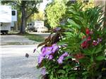 Flowers at campground with campers and trailers at DEER PARK - thumbnail