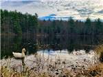 Lone duck swims in a lake surrounded by forests at PINE LAKE RV RESORT & COTTAGES - thumbnail