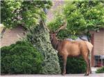 A moose on the grounds by the trees at STONEBRIDGE RV RESORT - thumbnail