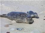 A couple of seals laying in the sand at MARIN RV PARK - thumbnail