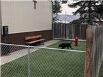 A dog playing in the pet area at MT VIEW RV ON THE OREGON TRAIL - thumbnail