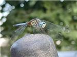 A dragonfly on a rock at CLAYTON PARK RV ESCAPE - thumbnail