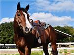 A beautiful horse saddled up at RED GATE FARMS - RV RESORT - thumbnail