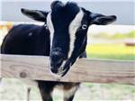 A goat looking out the fence at RED GATE FARMS - RV RESORT - thumbnail