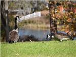 Three geese gazing in the grass at RED GATE FARMS - RV RESORT - thumbnail
