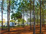 Trailers and RVs camping at THOUSAND TRAILS ORLANDO - thumbnail
