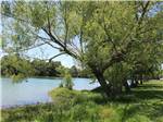A row of trees along the lake at HIDDEN LAKE RV PARK - thumbnail