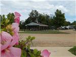 A pink flower near the pavilion at CAMP TURKEYVILLE RV RESORT - thumbnail