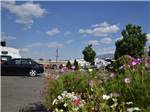 Flowers in foreground, RVs in background at DAYTON RV PARK - thumbnail