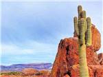Cactus and rock formation at DESERT PUEBLO RV RESORT - thumbnail