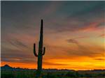 Gorgeous sunset with cactus  at DESERT PUEBLO RV RESORT - thumbnail