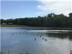 Ducks swimming on lake at R CAMPGROUND - thumbnail