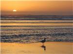 A seagull on the beach at sunset at OCEAN PARK RESORT - thumbnail