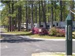 Paved road with RVs under tall trees at WHISPERING PINES CAMPGROUND - thumbnail