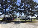 Trees lining the RV sites at SOUTHERN TRAILS RV RESORT - thumbnail