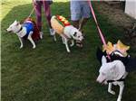 Dogs in Halloween costumes at VERDE RIVER RV RESORT & COTTAGES - thumbnail