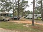 Motorhomes and trailers in sites under tall trees at WILDERNESS RV PARK - thumbnail