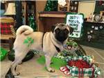 A dog with a three leaf clover painted on it at BILTMORE RV PARK - thumbnail