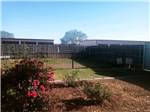 Grassy area bordered by fence with plants in foreground at CLOVIS RV PARK - thumbnail