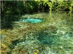 The crystal clear river at CHASSAHOWITZKA RIVER CAMPGROUND - thumbnail