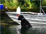 A black dog in the water at CHASSAHOWITZKA RIVER CAMPGROUND - thumbnail