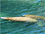A couple of manatees in the water at CHASSAHOWITZKA RIVER CAMPGROUND - thumbnail