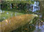 Two manatees in the water at CHASSAHOWITZKA RIVER CAMPGROUND - thumbnail